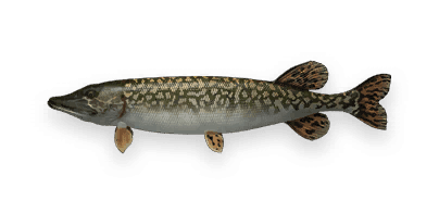 Northern Pike crafting recipe in Once Human