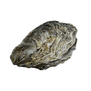 Shellfish - Food in Once Human