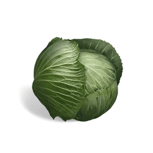 Cabbage - Food in Once Human