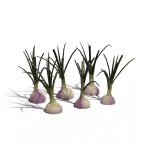 Onion - Food in Once Human