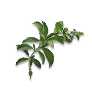 Mint - Food in Once Human