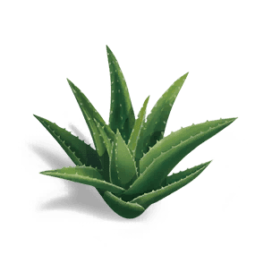 Aloe - Food in Once Human