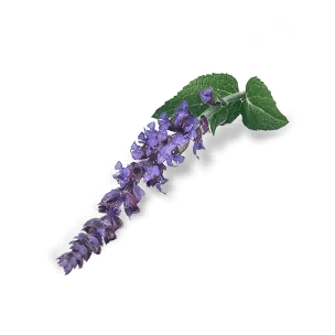 Sage - Food in Once Human