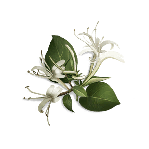 Honeysuckle - Food in Once Human