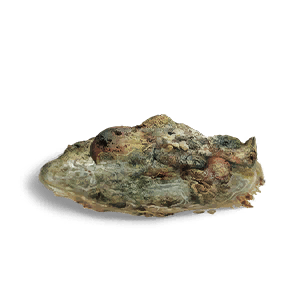 Spoiled Food - Food in Once Human