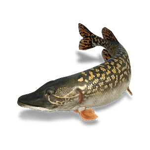 Northern Pike - Large Fish in Once Human
