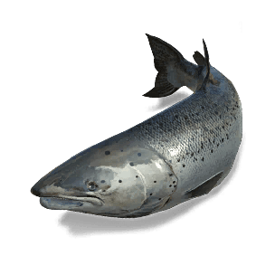 Rainbow Trout - Large Fish in Once Human