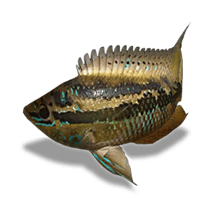 Large Yellow Cichlid - Large Fish in Once Human