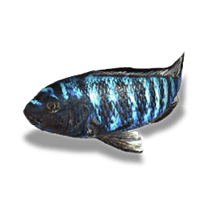 Large Blue Cichlid - Large Fish in Once Human