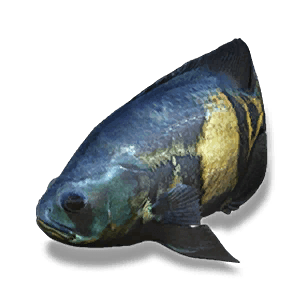 Oscar Fish - Large Fish in Once Human