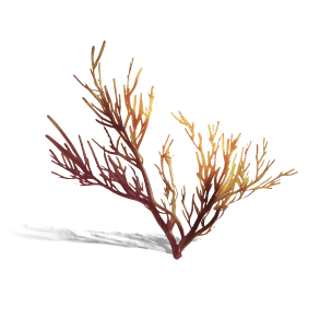 Golden Willow Coral - Materials in Once Human