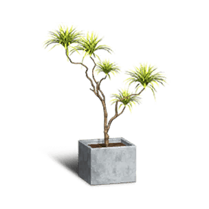 Dracaena Bonsai - Facilities in Once Human
