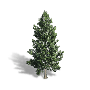 Evergreen Pine - Facilities in Once Human