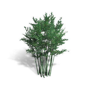 Bamboo Thicket - Facilities in Once Human