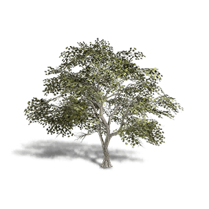 Broadleaf Maple 1 - Facilities in Once Human