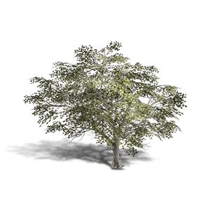 Broadleaf Maple 2 - Facilities in Once Human