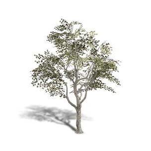 Broadleaf Maple 3 - Facilities in Once Human