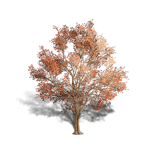 Maple 3 - Facilities in Once Human