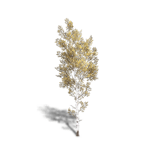 Birch 3 - Facilities in Once Human