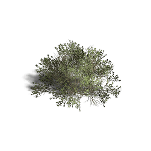 Shrub 4 - Facilities in Once Human