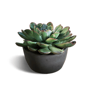 Succulent In Pot crafting recipe in Once Human
