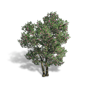 Camellia Tree crafting recipe in Once Human