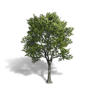 Gold Elm crafting recipe in Once Human