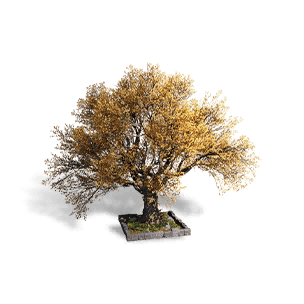 Ginkgo - Ancient Craft crafting recipe in Once Human