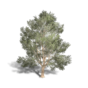 Beech 1 crafting recipe in Once Human