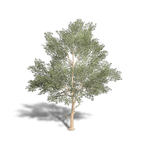 Beech 3 crafting recipe in Once Human