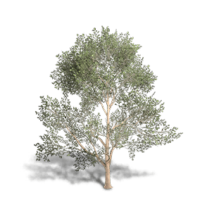 Beech 4 crafting recipe in Once Human