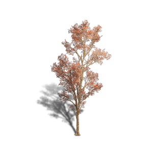 Maple 1 crafting recipe in Once Human